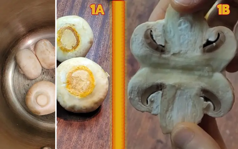 Butterflied Mushroom Cacciatore WFPB Dump Dinner butterflying mushrooms